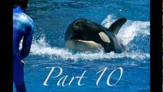 Beautiful MEP-NEED REPLACEMENT FOR PART 7-
I really love this song and thought it was PERFECT for a video, so I attempted to make a video to it, but was lacking in inspiration, so I figured I would turn it into a MEP instead :)
Here are the rules:
1. Please pick your favorite orca for your part (1 orca per part)
2. The same orca can only be used once, since theres only 11 parts I want this to be a diverse video :) (if your favorite orca is already taken, use your second favorite ^^)
3. Dont use too many effects, I want this to be a more simple video.
4. Coloring is allowed and encouraged. Id love to see softer colorings in the parts, to give the video a nice soft, loving feel, like the song.
5. Please put your name on your part
6. Text on your part is allowed, just make sure it does not take away from your part (so smaller text would be preferable)
7. Have fun!
Parts are due by December 15
Parts:
1. DolphinTrainer101 with Malia (Done)
2. Orcadorable with Takara (Done)
3. BelieveLover with Moana (Done)
4. shamurocks111 with Lolita (Done)
5. Hanyahgm13 with Trua (Done)
6. ShamuTrainerG with Tekoa (Done)
7. littlewolflover with Ulises
8. LauriiKetoLover with Keto (Done)
9. PabloTektek with Kohana (Done)
10. Believe13at with Unna (Done)
11. FutureOrkidTrainer with Orkid (Done) Beautiful MEP-NEED REPLACEMENT FOR PART 7-