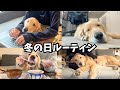 【1日密着Vlog】大型犬と過ごす独身フリーランスの冬、32キロの甘えん坊な相棒