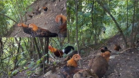 Gà rừng mã đỏ đập cánh gáy cực hay.qaib qus qua zoo/Hlau youtube 