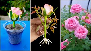 How to grow rose tree from rose tree bud || Buds growing method