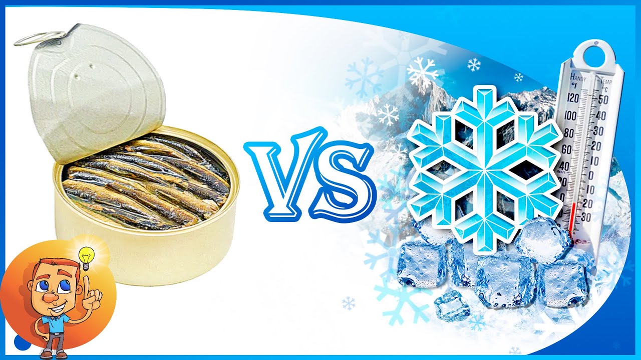 Заморозка Шпрот - Можно ли замораживать шпроты, а затем их использовать?