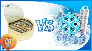 Hamsileri Dondur - Hamsiler Dondurulup Sonra Kullanılabilir Mi? - Hamsi Deposu