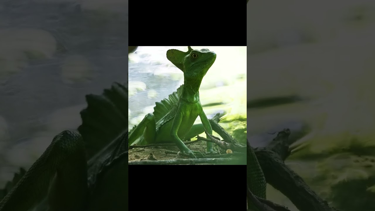 This Animal Breaks the Laws of Physics 