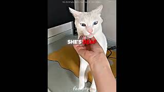 This Is How She Wakes Up Her Deaf Cat 🐱❤️#shorts