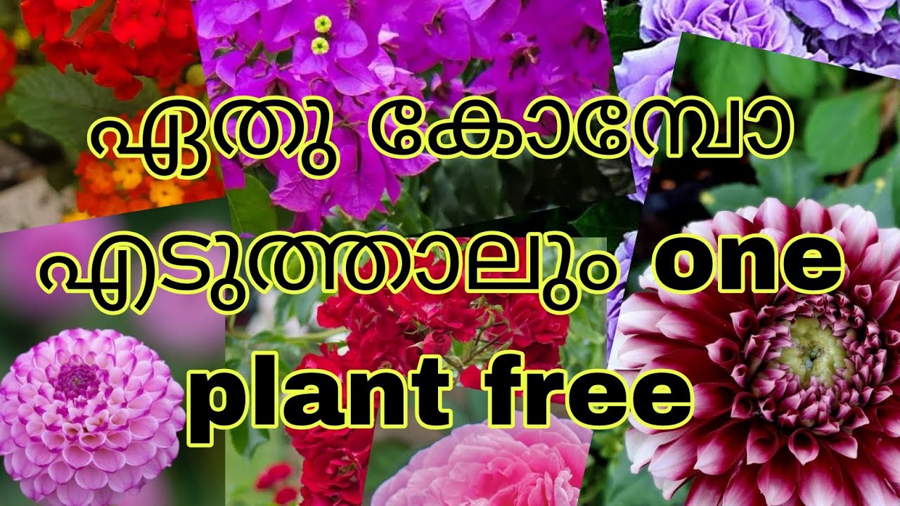 വൻ വിലക്കുറവിൽ ഒരു കോമ്പോക്ക് one plants ഫ്രീ order now :9778729780