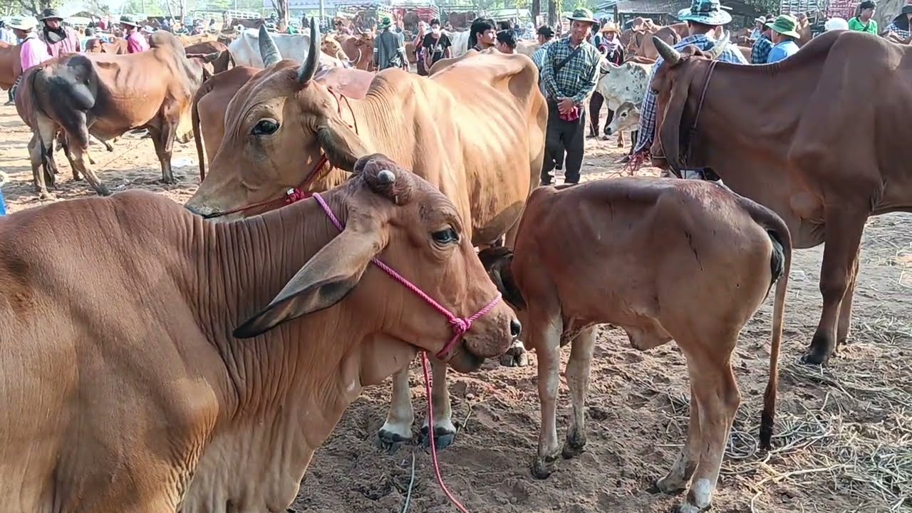 วันท้ายสนามยโสธร 3/3/69 วัวโครง วัวอ้วนขายดีนัดนี้