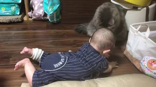 赤ちゃんと絶妙な距離を取る猫 ノルウェージャンフォレストキャット A cat that takes an exquisite distance with a baby