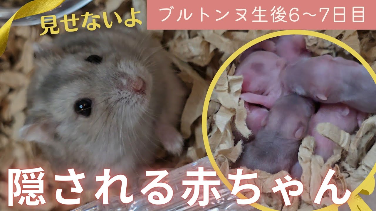 【ブルトンヌの赤ちゃん】見えない！赤ちゃんを隠しちゃうママ（生後6～7日目）
