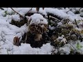 18 avril neige et gel  fin de saison aux morilles 