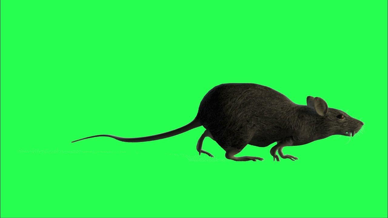 Мышка бегает по экрану игра для кошек. Мышь хромакей. Фон с крысами. Мышь на зеленом фоне. Крыса на зелёном фоне.