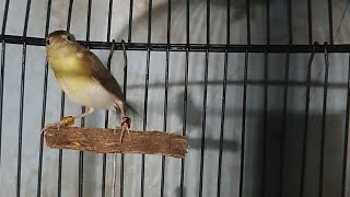 burung cici merah // salome si kecil cabe rawit