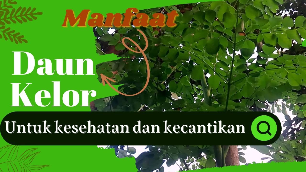 Manfaat daun kelor untuk kesehatan dan kecantikan 