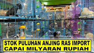 Grebek Penjual Anjing Ras Import Total Stok Milyaran Rupiah