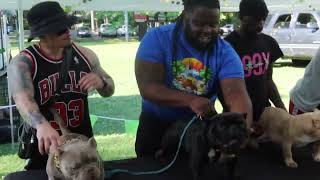 Atlanta Dog Show 'April Bulls' By Ktk.Bullies