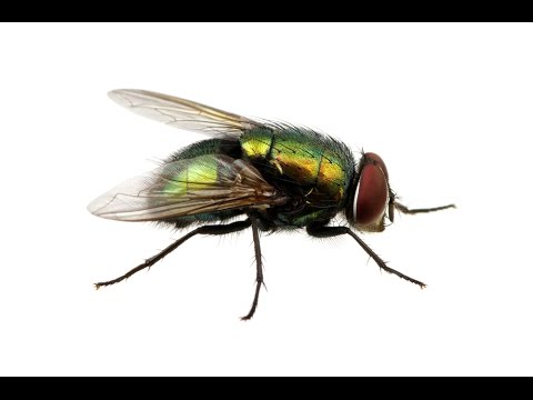 Cara Catch A Fly
