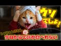 【悲報】今日からご飯が食べれないにゃんこちん、お金がなくて絶望した結果…