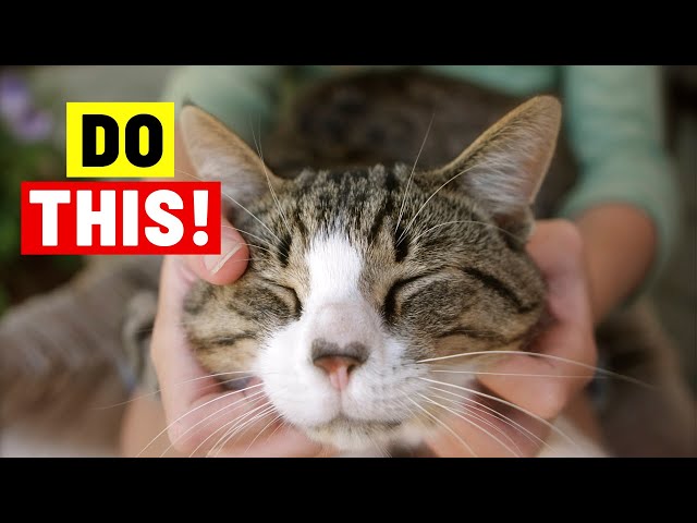 Instantly BOOST Your Cat's HAPPINESS: 10 Things You Should Do More Often class=