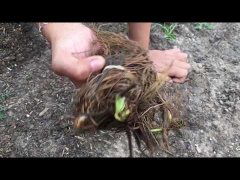 Video: Plantas de fresas a raíz desnuda - Almacenamiento y plantación de fresas a raíz desnuda