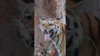 Happy New year | Tiger&#39;s flehman response to anorher Tigers scent #trending #rare #viralshorts #wild