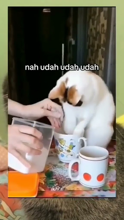 kencing manis🎵 #fypシ゚viral #shortvideo #fypシ #kucingimut #animals #british #kucing #oyen #cute