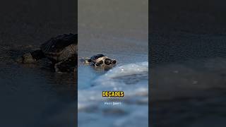 This Is Why Helping Baby Turtles Can Hurt Them