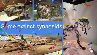 Summary Of Synapsids