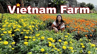 Vietnam Farm Tour -- I was surprised to see my favorite plant there! by Wendi Phan 1,690 views 9 months ago 6 minutes, 19 seconds