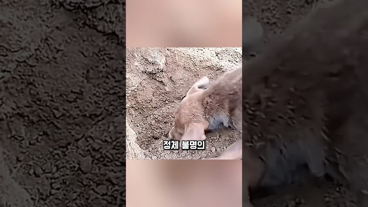 강아지 두 마리, 땅속에서 벌어진 일