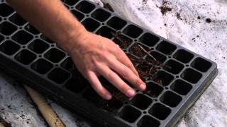 How to Grow Cabbage in a Greenhouse : Cabbage Gardening