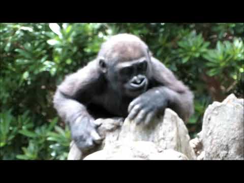 ゴリラの赤ちゃん「リキ」とその家族　Baby Gorilla "Riki" & his family members 【136】2019.06.11