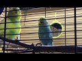 Пение волнистых попугаев-Желтушка и Трамп/ Budgie singing