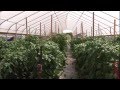 High Tunnels: Overview