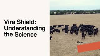 Optimize Your Herd Health | Strategic Vaccine Protocols with Vira Shield®