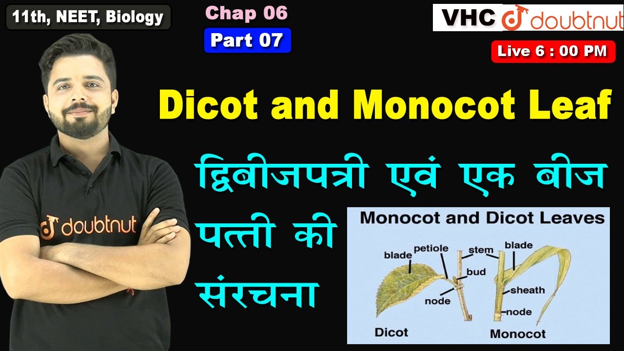 Part 07  Dicot and Monocot Leaf, Chap 06, 11th Biology