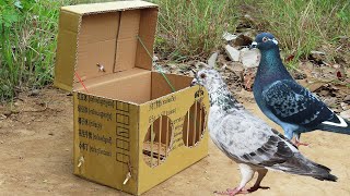 Really Creative Quick Pigeon Trap Make From Cardboard Box And Woods - Best Unique Bird Trap