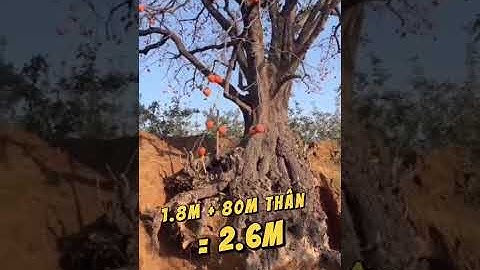 🔥 SỞ HỮU “VUA HỒNG BỆ KẾT NU” – KHỐI TÁC PHẨM SỐNG NHƯ HÒN NON BỘ 2M #hongthuytinhlua #cayhongdocdi