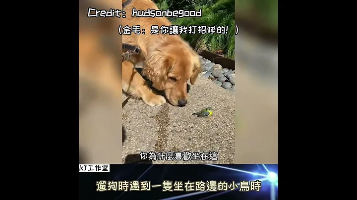 【金毛：是你讓我打招呼的！】遛狗時遇到一隻坐在路邊的小鳥會發生什麼事呢 - 天天要聞