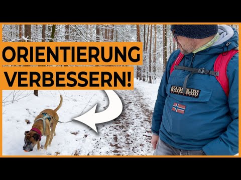 Video: Black Lab entkommt aus einer Ebene, um eine sehr wichtige Lieferung zu machen