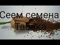 Сеем семена Табака