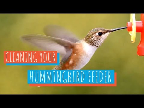 How to Clean a Hummingbird Feeder
