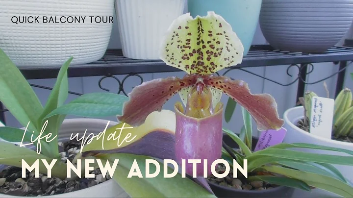 Finally - 2021 Update! // Orchids, My New House, M...