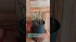 How to Propagate Bougainvillea from Cuttings. 2 Months Growth update #bougainvillea #propagation