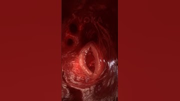 The heart in action: explore its motion with stunning 3D animation