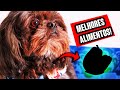O QUE O SHIH TZU PODE COMER ALÉM DA RAÇÃO?