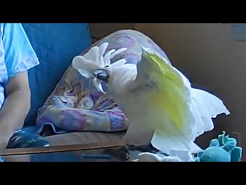 Naughty Onni Cockatoo!