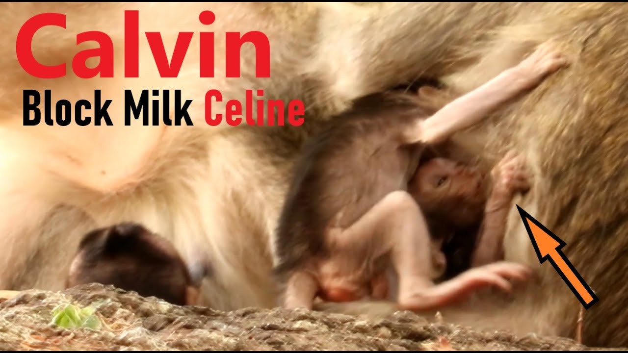 Baby Calvin Block Milk Bar Celine, Celine Can't Find Nipple, Good Job Calvin Please Drink Full Milk