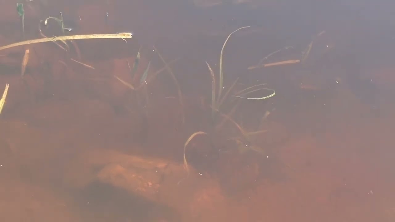 Подглядим за рыбами