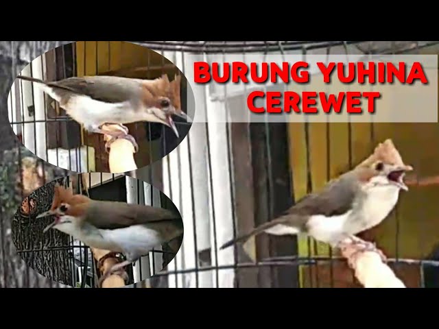 Kicauan Burung Yuhina Cerewet Ngerecet Mancing Burung Lain Nyahut || BoloNet class=