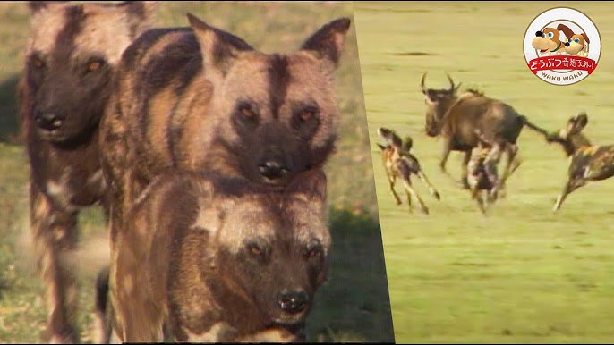 ハイエナ リカオン 【閲覧注意】ライオンvsハイエナ！肉食動物同士の生死をかけたバトル動画