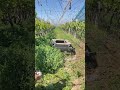 Specializes in clearing wild weeds in orchards, letting farmers farm with ease.